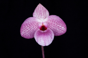 Paphiopedilum Carolyn Butcher Sunset Valley Orchids AM/AOS 82 pts.